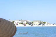 St. Augustine Dolphin Watching Harbor Tour thumbnail 4