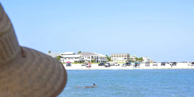 St. Augustine Dolphin Watching Harbor Tour - Image 4