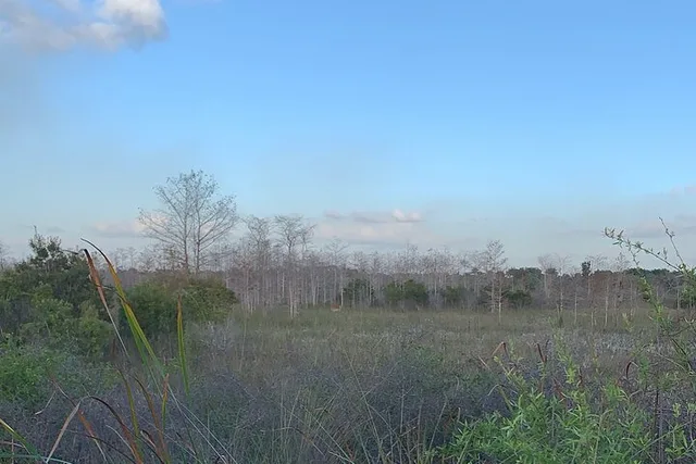 Everglades Safari-Style Jeep Tour - Image 4