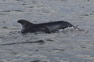Folly Beach Dolphin Cruise at Sunset thumbnail 3