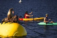 San Diego Kayak Rental in Mission Bay thumbnail 2