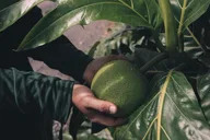 Kaneohe Kualoa Ranch Grown Tour thumbnail 5