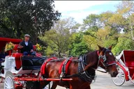 New York City Central Park Horse Carriage Ride thumbnail 5