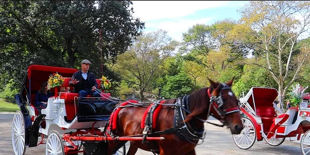 New York City Central Park Horse Carriage Ride - Image 5