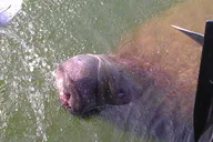 Cocoa Beach Dolphin and Wildlife Tour thumbnail 3