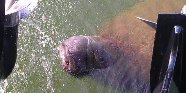 Cocoa Beach Dolphin and Wildlife Tour - Image 3