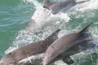Clearwater Dolphin Sightseeing Cruise thumbnail 2
