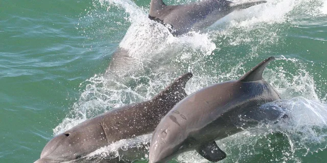 Clearwater Dolphin Sightseeing Cruise - Image 2