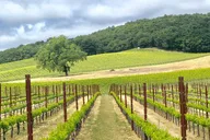 Paso Robles Wine Tour: We Drive Your Vehicle thumbnail 3