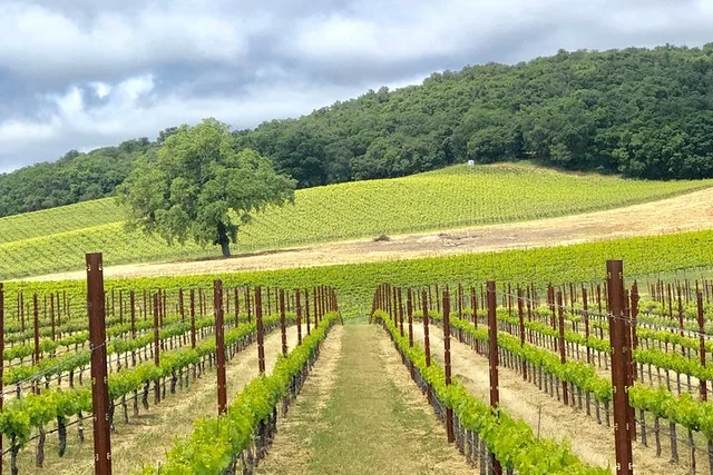 Paso Robles Wine Tour: We Drive Your Vehicle - Image 3