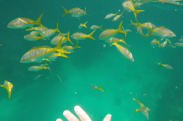Marathon Snorkeling Tour - Image 2