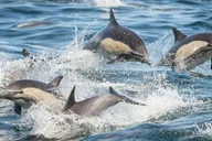 San Pedro Whale and Dolphin Watching Cruise thumbnail 6
