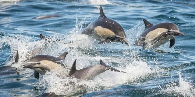 San Pedro Whale and Dolphin Watching Cruise - Image 6