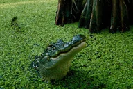 Louisiana Airboat Swamp Tour thumbnail 1