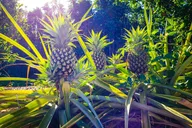 Maui Pineapple Farm Tour in Haliimaile thumbnail 6