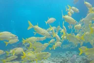 Key Largo Spiegel Grove Wreck Dive thumbnail 2