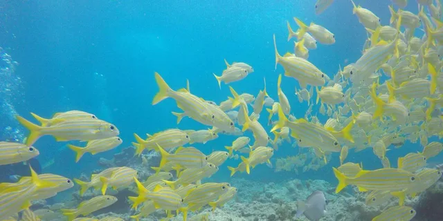 Key Largo Spiegel Grove Wreck Dive - Image 2
