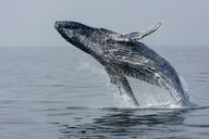 Juneau Whale Watching and Mendenhall Glacier Tour thumbnail 2