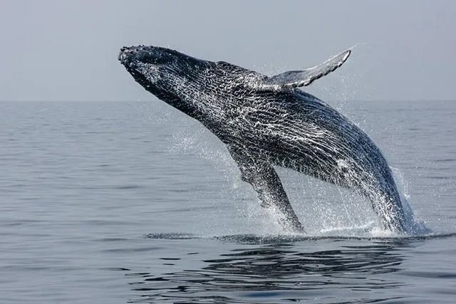 Juneau Whale Watching and Mendenhall Glacier Tour - Image 2