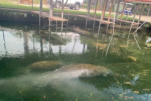 Crystal River Manatee Boat Tour - Image 6