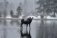 Estes Park Winter Wonderland Sledding Tour thumbnail 3