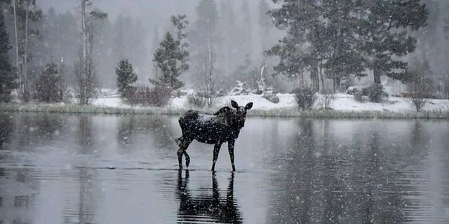 Estes Park Winter Wonderland Sledding Tour - Image 3