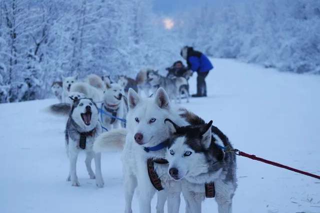 Fairbanks Dog Sledding with Free Photo 90 min - Image 1