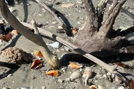 Marco Island Shelling Adventure 10,000 Islands 4 hr thumbnail 6