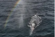 Monterey Whale Watching Tour thumbnail 3