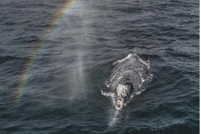 Monterey Whale Watching Tour - Image 3