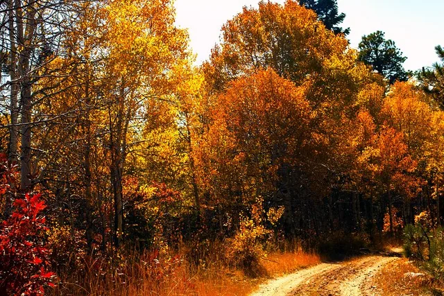 Denver Peak-to-Peak Fall Color Tour - Image 3