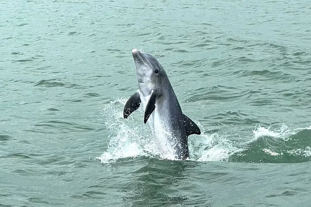 Marco Island Tubing, Dolphin Watching and Shelling Tour - Image 3