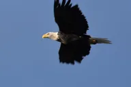 Anchorage Private Cruise Transfer and Tour thumbnail 6
