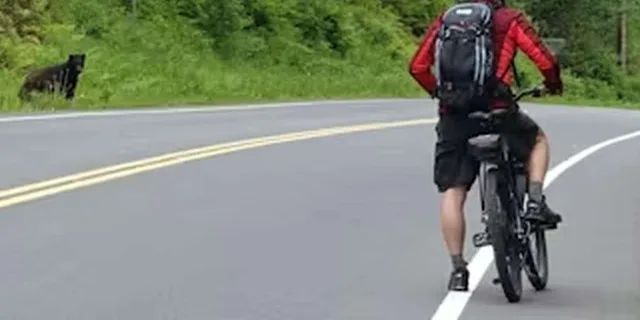 Ketchikan Electric Bike and Rainforest Hike Tour - Image 2