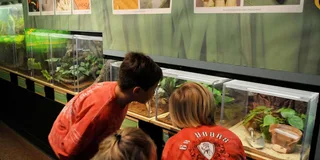 Houston Butterfly Center Ticket