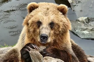 Sitka Tour: Fortress of the Bear & Totems