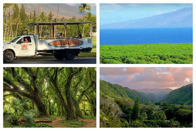 Maui Open-Air Banyan Tree & Blowhole Tour - Image 3