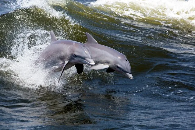 Cocoa Beach Dolphin Sightseeing Tour 2 hr - Image 3