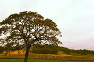 Portland Willamette Valley Wine Tour thumbnail 2