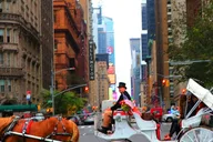 New York Central Park Horse Carriage Ride 20 Min thumbnail 2