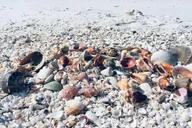 Fort Myers Beach Shelling Tour thumbnail 3