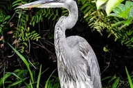 Key Largo Boat Eco Tour thumbnail 4