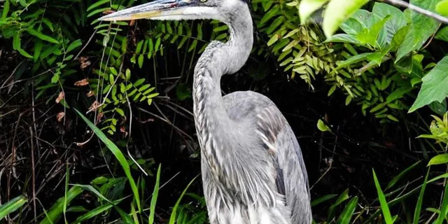 Key Largo Boat Eco Tour - Image 4