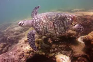 Fort Lauderdale Snorkel Experience thumbnail 3