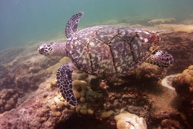 Fort Lauderdale Snorkel Experience - Image 3
