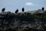 Ketchikan Lighthouse, Totems & Eagles Excursion thumbnail 1