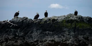 Ketchikan Lighthouse, Totems & Eagles Excursion