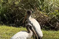 Miami Everglades Private Airboat Tour 4 hr thumbnail 6