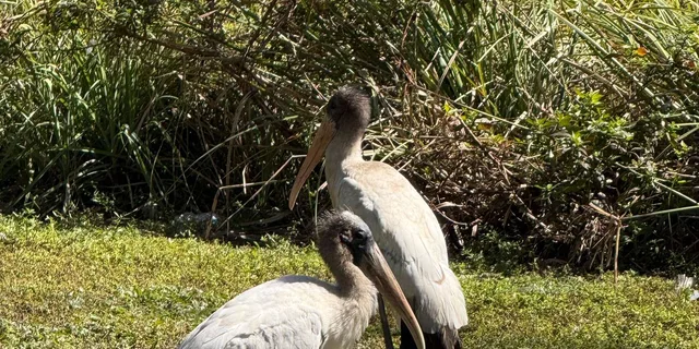 Miami Everglades Private Airboat Tour 4 hr - Image 6