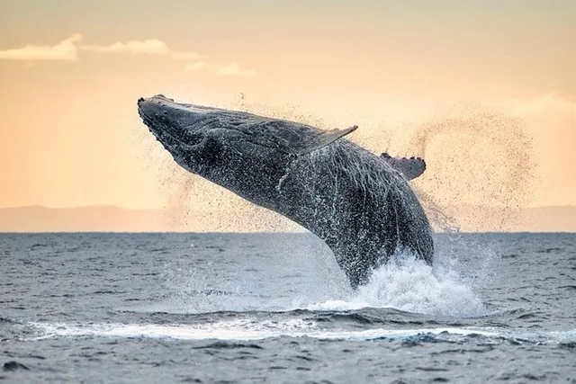 Kauai Whale Watching Adventure - Image 2